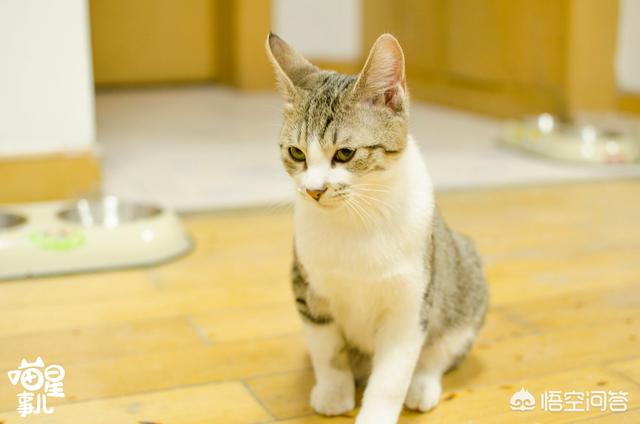 折耳猫踩奶是什么意思:如何才能听懂猫咪说的“话”呢？