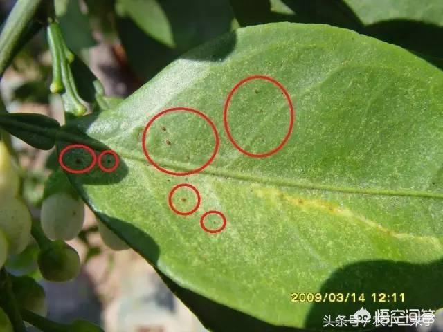 锈壁虱用何种药:锈壁虱用什么药治疗 红蜘蛛用什么药去除最有效？其原理是什么？