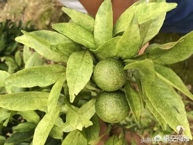锈壁虱用何种药:锈壁虱用什么药治疗 红蜘蛛用什么药去除最有效？其原理是什么？