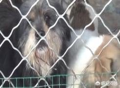 屠宰场踢门救狗事件:随着城市化的推进，流浪狗救助中心一般都会设置在哪里？