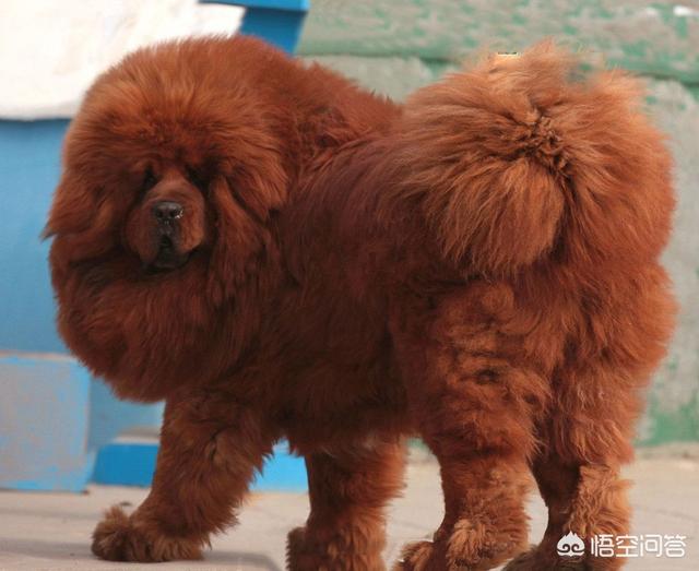 野生藏獒咬架视频:十只藏獒能打赢一头雄狮吗？