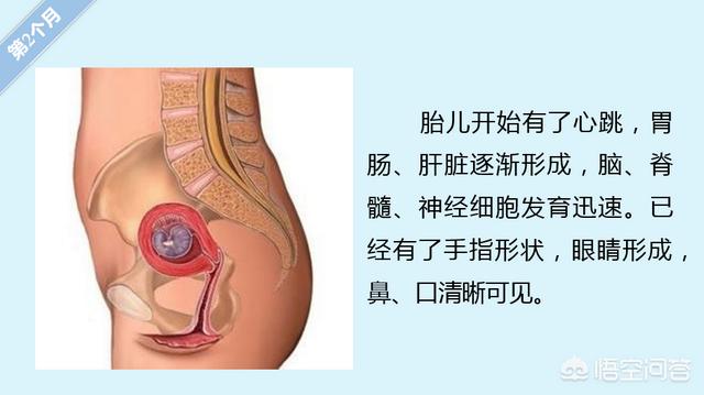 胎儿的发育过程:怀孕各周期胎儿发育是怎么样变化的？