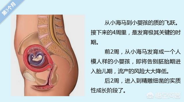 胎儿的发育过程:怀孕各周期胎儿发育是怎么样变化的？