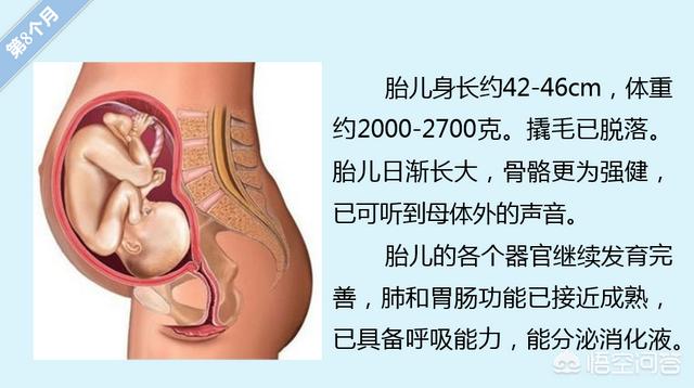 胎儿的发育过程:怀孕各周期胎儿发育是怎么样变化的？