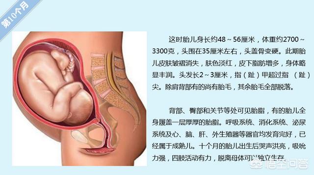 胎儿的发育过程:怀孕各周期胎儿发育是怎么样变化的？