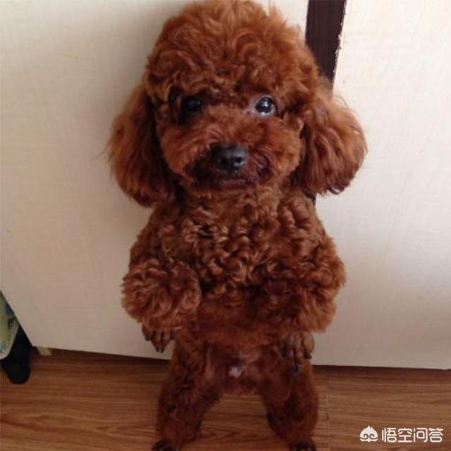 可卡幼犬变色过程:可卡幼犬视频 为什么泰迪狗狗会有退色的情况？