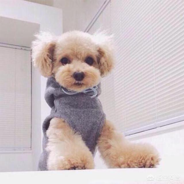 泰迪宠物狗衣服裁剪图:宠物狗衣服裁剪制作图 狗狗的四脚衣服如何制做？