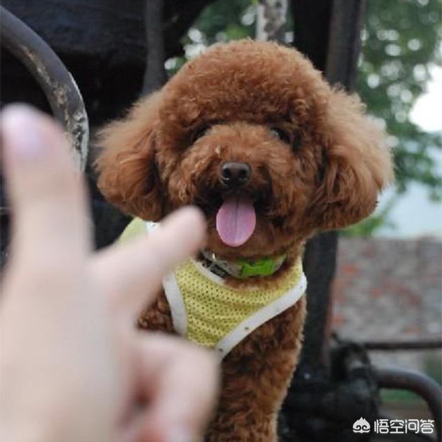 可卡幼犬变色过程:可卡幼犬视频 为什么泰迪狗狗会有退色的情况？