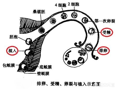 翻车鲀鱼一次产约3亿卵子:什么年龄段生孩子才健康？