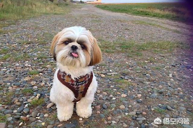 国产猛犬排行榜:目前有哪些狗狗比较流行？ 中国猛犬排行榜前十名