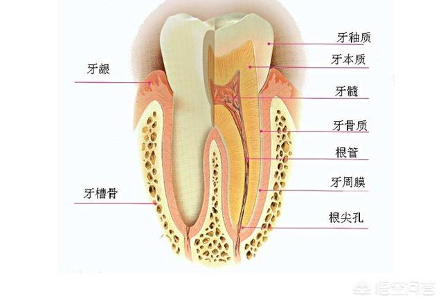 重度四环素牙的治疗方法有哪些:重度四环素牙适合用什么方法治疗 四环素牙是怎样造成的？如何避免？