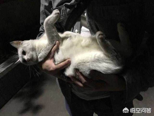 波米拉猫的性格特征如何:特别喜欢猫的男生的性格？