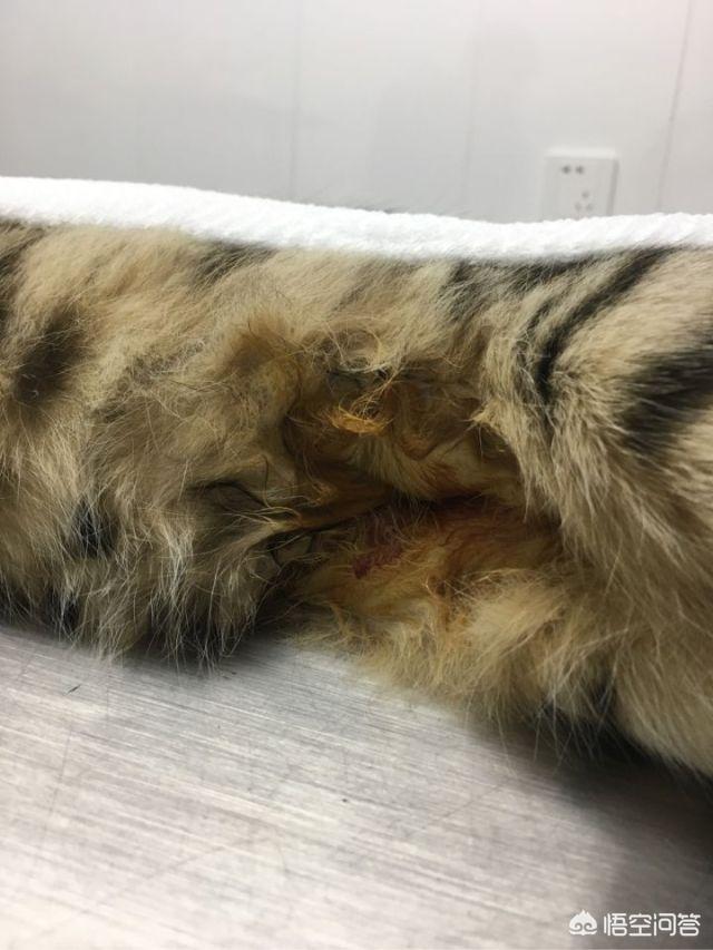常州猫咪绝育多少钱:常州猫咪绝育要多少钱 母猫做绝育手术多少钱，多长时间能恢复？