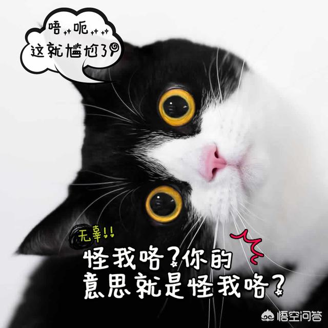 冬天半夜猫叫:有些猫为什么总在晚上大叫？ 冬天半夜猫叫的撕心裂肺