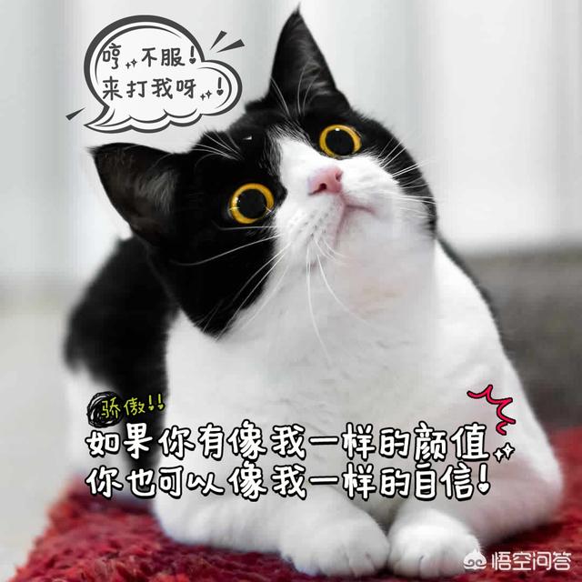 德文卷毛猫为什么晚上一直叫:有些猫为什么总在晚上大叫？