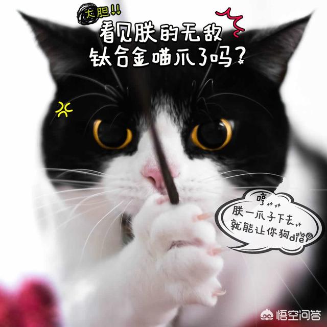 冬天半夜猫叫:有些猫为什么总在晚上大叫？ 冬天半夜猫叫的撕心裂肺