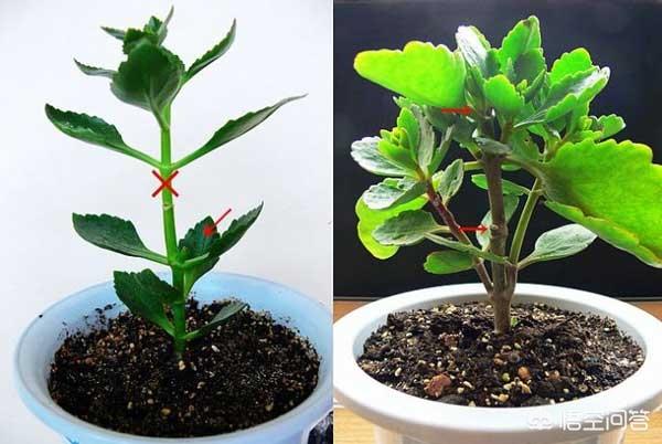 长寿花的繁殖方法大全:刚买的长寿花苗怎么栽种？