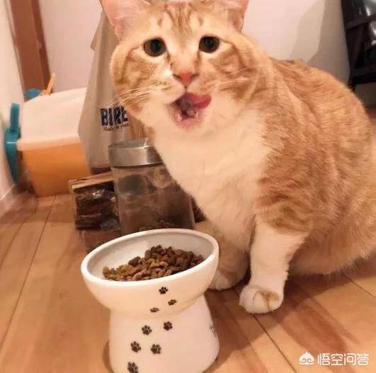 猫不吃猫粮有几种情况，猫不吃猫粮怎么办，猫咪不吃猫粮有什么好办法