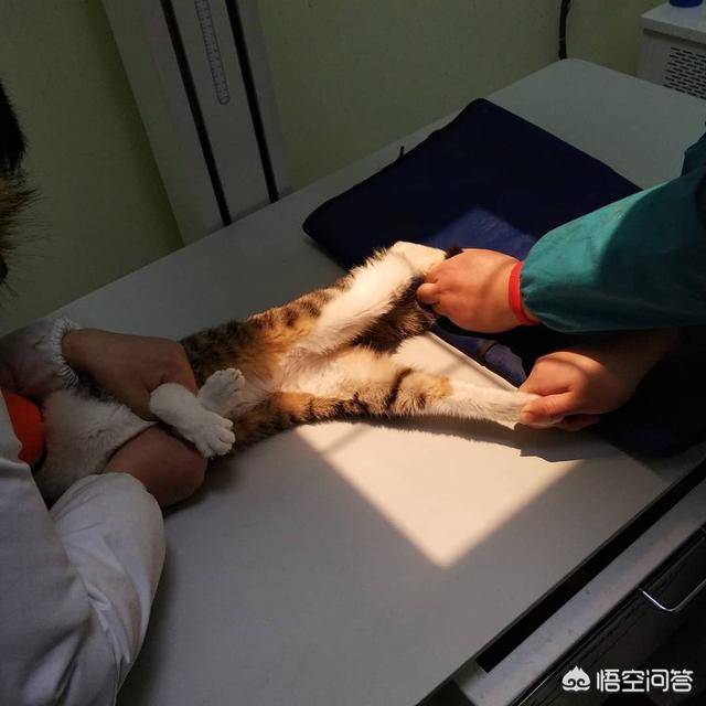 伟嘉妙鲜包猫咪的害处:家里养一只猫，猫真的会觉得很孤单，不开心吗？