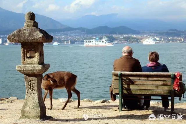 养青蛙的游戏:受人喜欢《旅行青蛙》为什么说是佛系养儿子游戏？