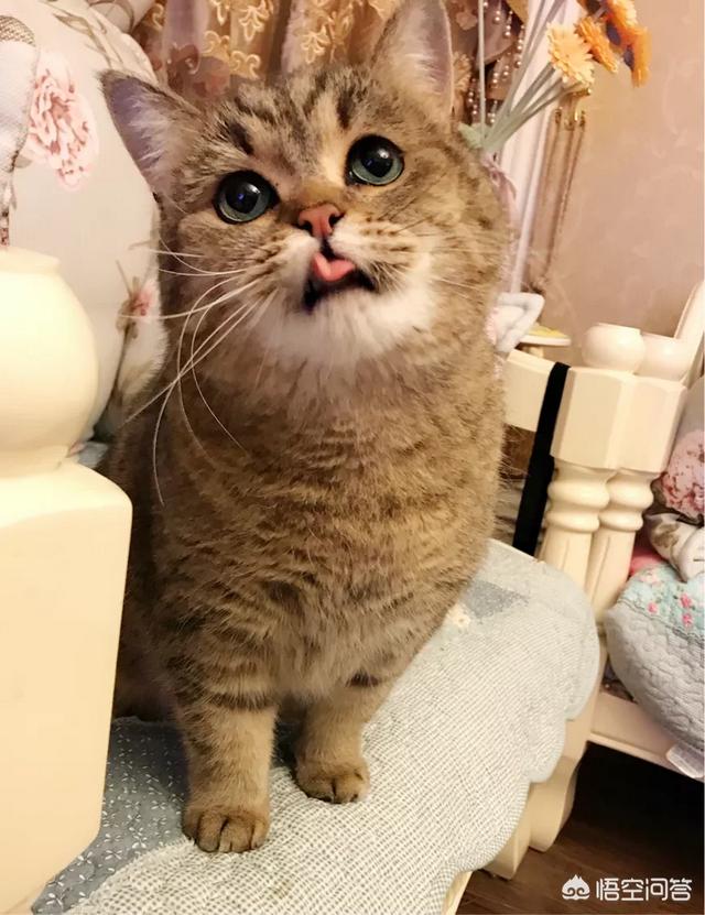 萌猫图片:世界上最好看的猫是什么猫？