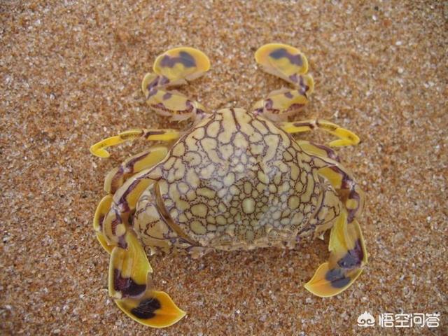 中国咸淡水螃蟹分类大全，海蟹有哪些品种，怎么区分