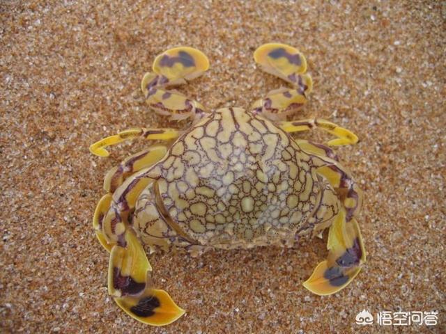 观赏蟹种类图片大全:蟹的种类与图片大全 海蟹有哪些品种，怎么区分？