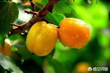 新疆的水果味道怎么样，你吃过新疆的水果吗味道怎么样