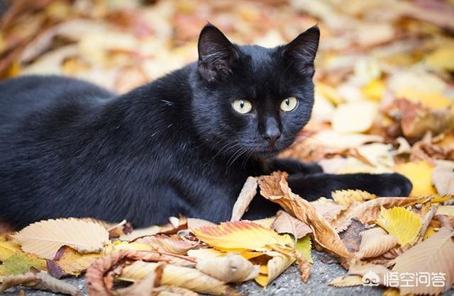 一只黑猫:家里养了一只黑猫是一种什么样的体验？