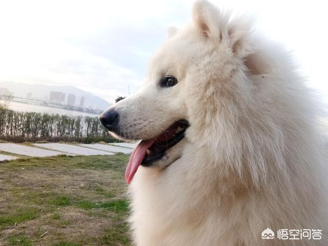 超大型犬:哪种品种的大型犬值得饲养？ 超大型犬品种排名