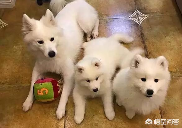 留守宠物寄养一笼难求:春节将至，在太原市寄养宠物需要注意些什么？