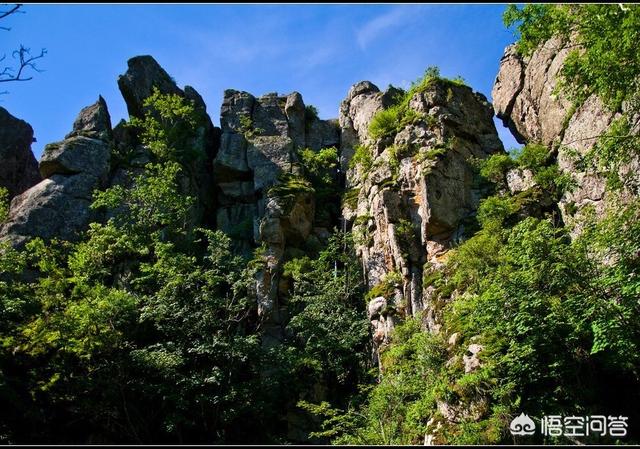 野生鸟类图片大全:在双鸭山能遇到哪些野生鸟类？