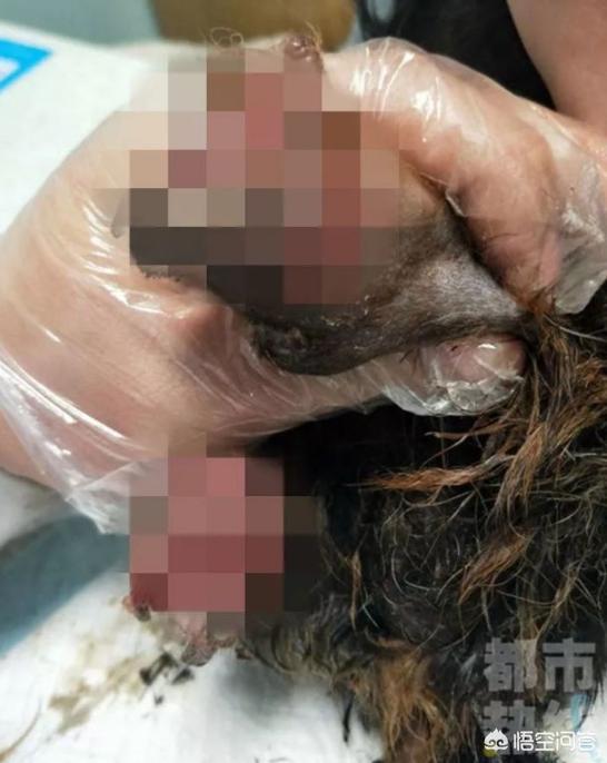 网上再现虐狗事件:西安一只流浪狗遭遇毒手，双腿被剁掉，血肉模糊，你怎么看？ 最新进展虐狗事件