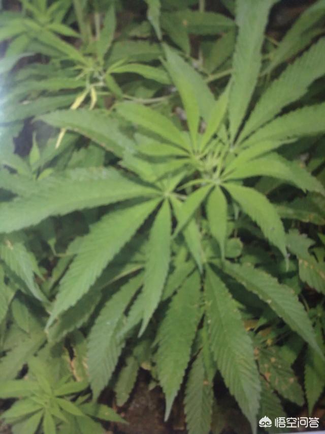 什么是火麻油 头条问答