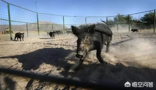 丰山犬野猪图片:如何看待陕西安康野猪咬死一人伤一人，被击毙这件事？