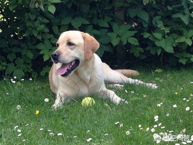 一只小拉布拉多多少钱(拉布拉多中型犬多少钱一只)