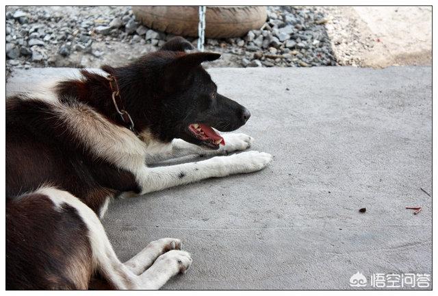 土狗制服藏獒全文免费阅读:如何看待安徽合肥拟禁养中华田园犬？