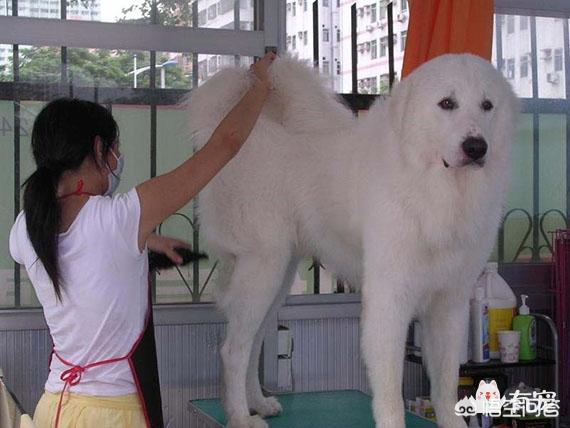 大白熊犬:大白熊犬和萨摩耶有什么区别？