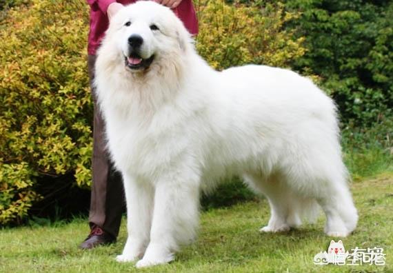 大白熊犬:大白熊犬和萨摩耶有什么区别？