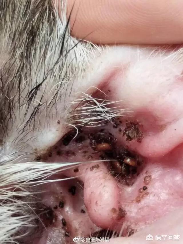 灭虫宁滴剂哪里有卖:怎样做好狗狗的驱虫工作？