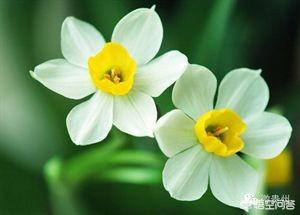 6种会带来晦气的盆栽绿植,客厅盆栽植物容易死掉是什么原因？