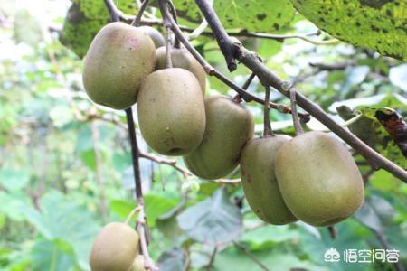 奇异果产地哪个国家，奇异果和猕猴桃成熟时间一样吗