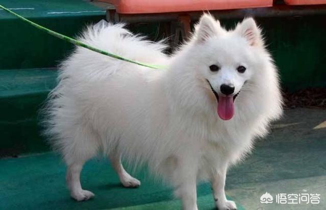 头条问答 有哪些白色的狗呢 7个回答