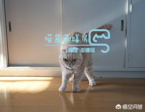 小儿狂犬病的早期症状:怎样才知道到自家的猫有没有狂犬病？