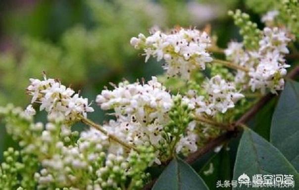 金叶女贞英文名:黄杨和女贞的区别是什么？