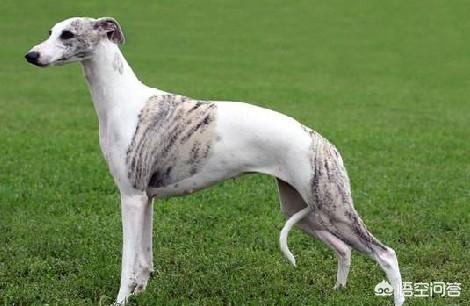 国外格力犬猎兔视频:打猎的狗，有哪些品种值得推荐？