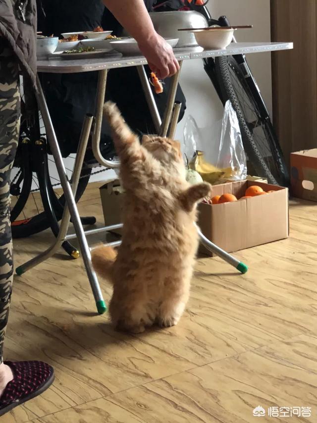 褴褛猫吧:网友养了只田园猫被养蓝猫的同学嫌弃，不是品种猫真的就差吗？