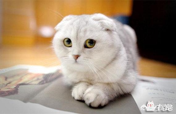 短腿猫的基因缺陷:猫的性格和品种有关系吗？ 短腿猫有什么基因缺陷
