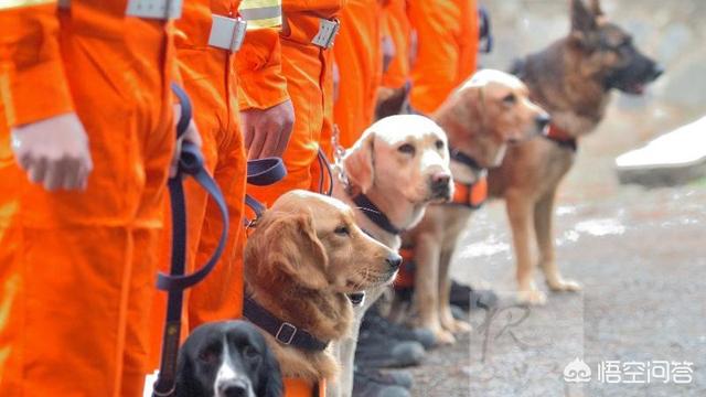宠物搜救犬:宠物狗和搜救犬 市场上卖的狗肉都是哪些狗的？