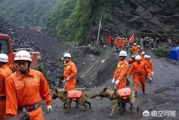 宠物搜救犬:宠物狗和搜救犬 市场上卖的狗肉都是哪些狗的？